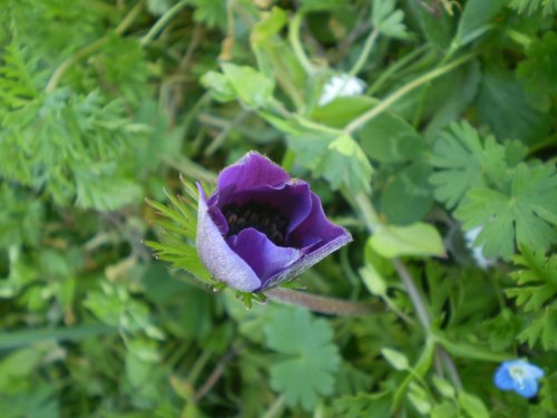 Anemone coronaria