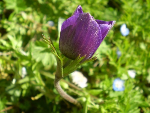 Anemone coronaria