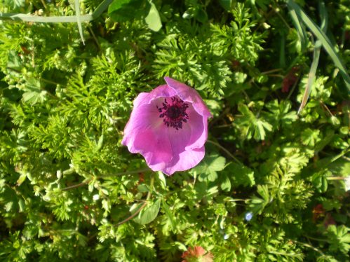 Anemone coronaria