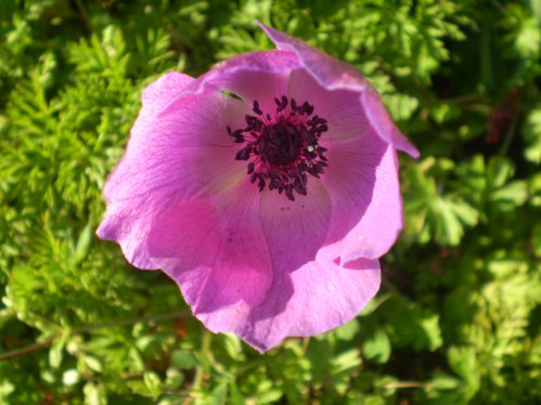 Anemone coronaria