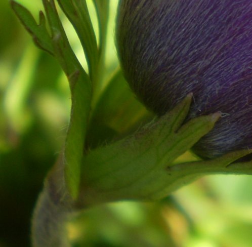 Anemone coronaria