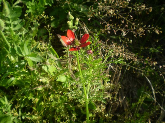 Adonis sp.