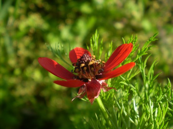 Adonis sp.