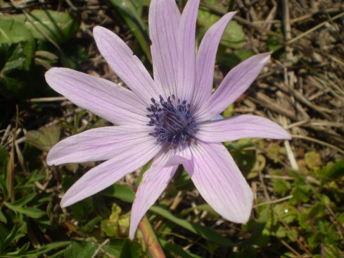 Anemone hortensis