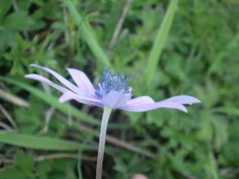 Anemone hortensis