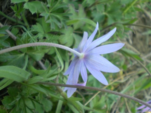 Anemone hortensis