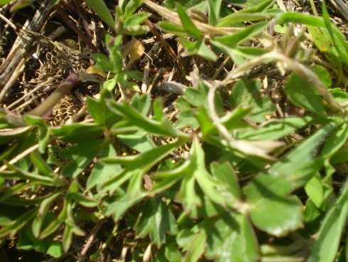 Anemone hortensis