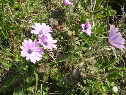 Anemone hortensis