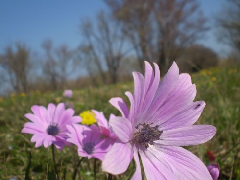 Anemone hortensis