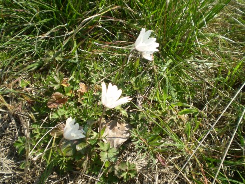 Anemone hortensis