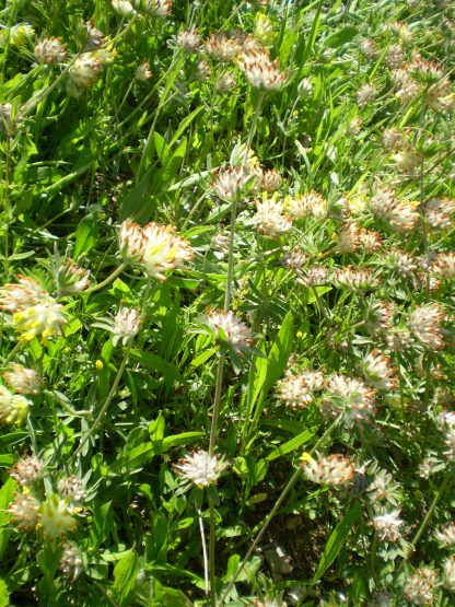 Anthyllis vulneraria sl.