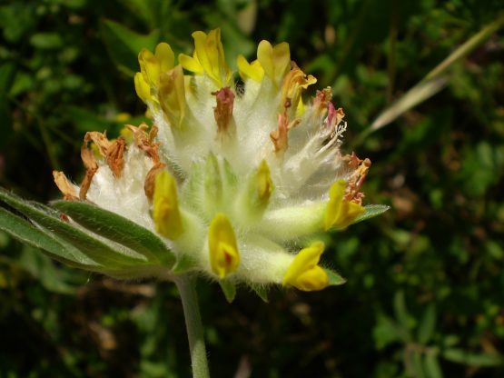 Anthyllis vulneraria sl.