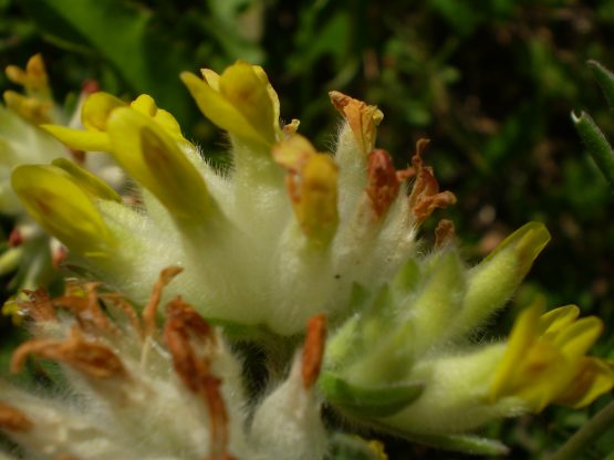 Anthyllis vulneraria sl.