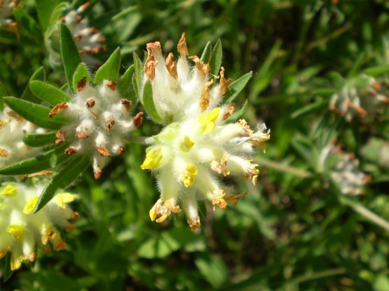 Anthyllis vulneraria sl.