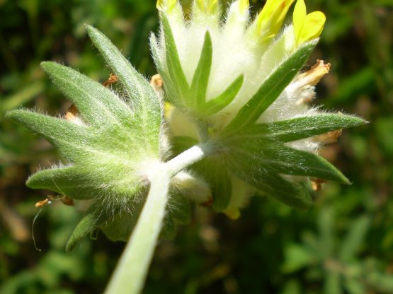 Anthyllis vulneraria sl.