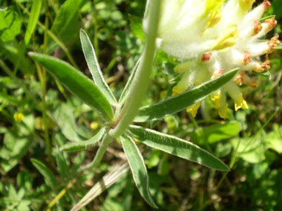 Anthyllis vulneraria sl.