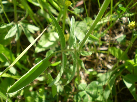 Anthyllis vulneraria sl.