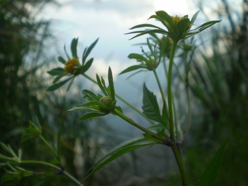 Bidens frondosus