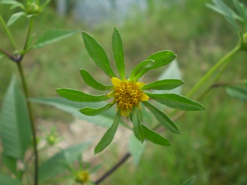 Bidens frondosus