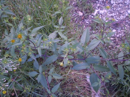 Bidens frondosus