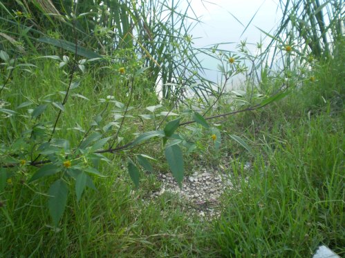 Bidens frondosus