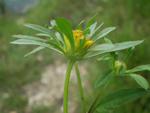 Bidens frondosus