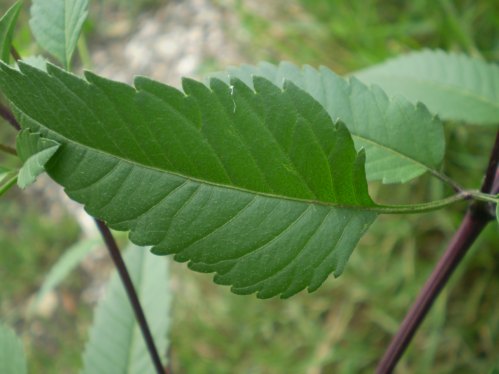 Bidens frondosus