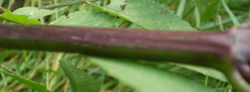 Bidens frondosus