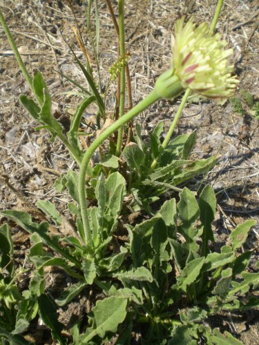 Urospermum dalechampii / Boccione maggiore