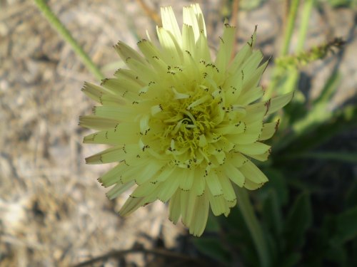 Urospermum dalechampii / Boccione maggiore