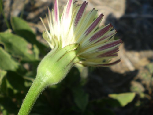 Urospermum dalechampii / Boccione maggiore