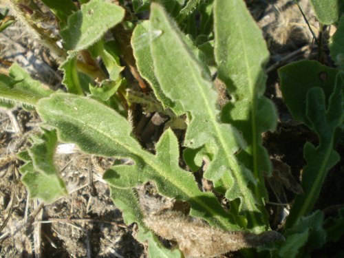 Urospermum dalechampii / Boccione maggiore