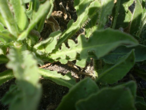 Urospermum dalechampii / Boccione maggiore