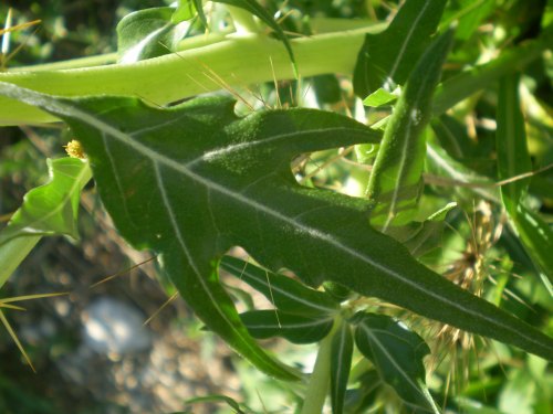 Pianta aculeata - Xanthium spinosum
