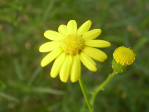 Senecio inaequidens