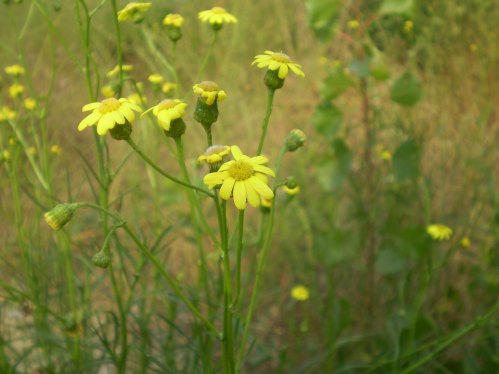 Senecio inaequidens