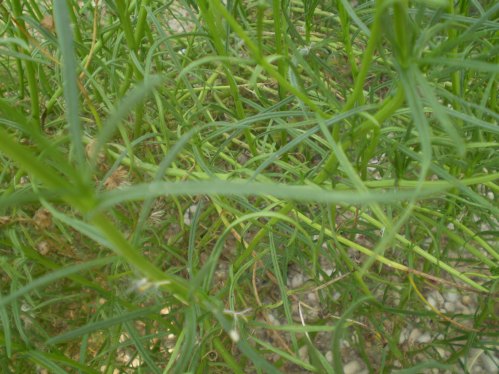 Senecio inaequidens