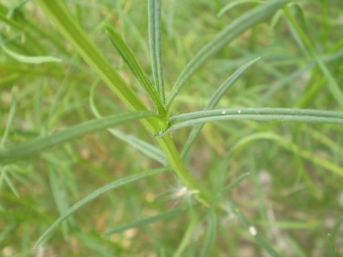 Senecio inaequidens