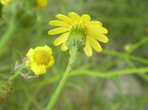 Senecio inaequidens