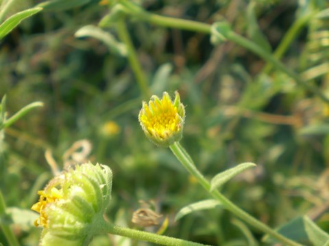 Calendula arvensis