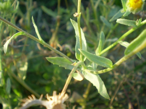 Calendula arvensis