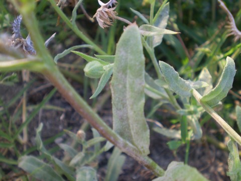 Calendula arvensis