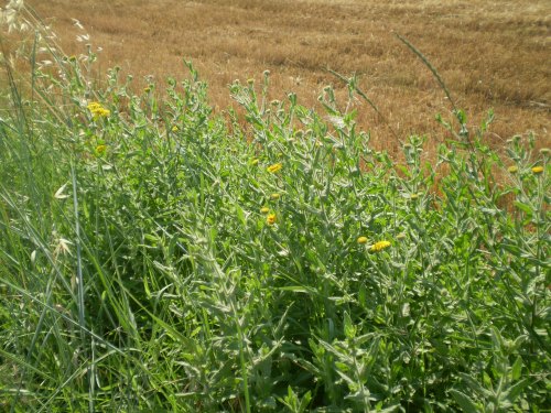 Pulicaria dysenterica / Incensaria comune