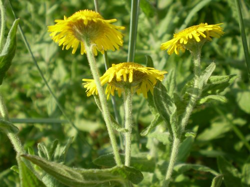 Pulicaria dysenterica / Incensaria comune