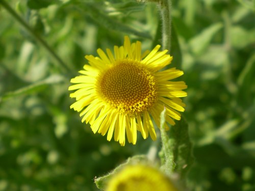 Pulicaria dysenterica / Incensaria comune