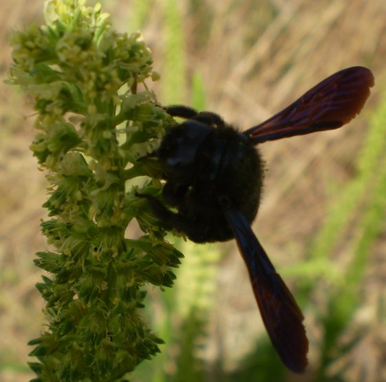 Bombus? No. Xilocopa sp.