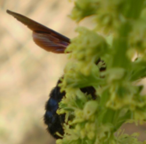 Bombus? No. Xilocopa sp.