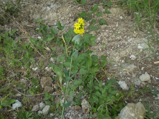 Blackstonia perfoliata