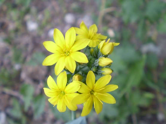 Blackstonia perfoliata