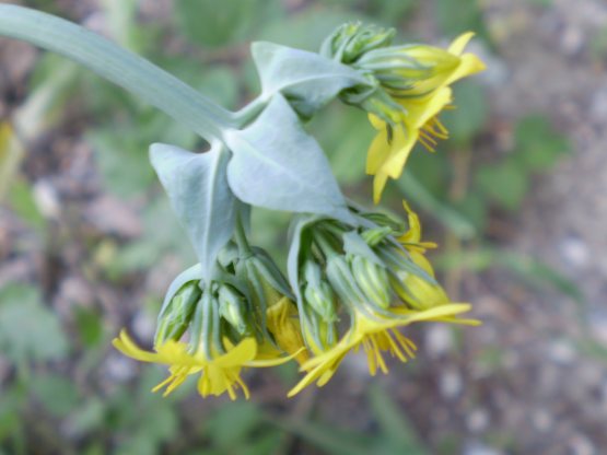 Blackstonia perfoliata